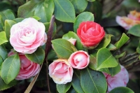 Photograher\PeterWillems: Camellia-6-[PW-NL]